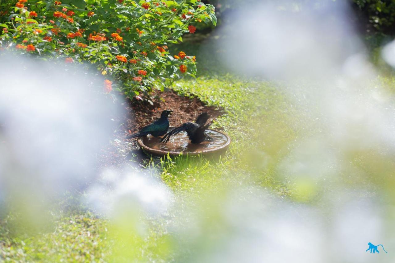 Bluemonkey Guesthouse エンテベ エクステリア 写真